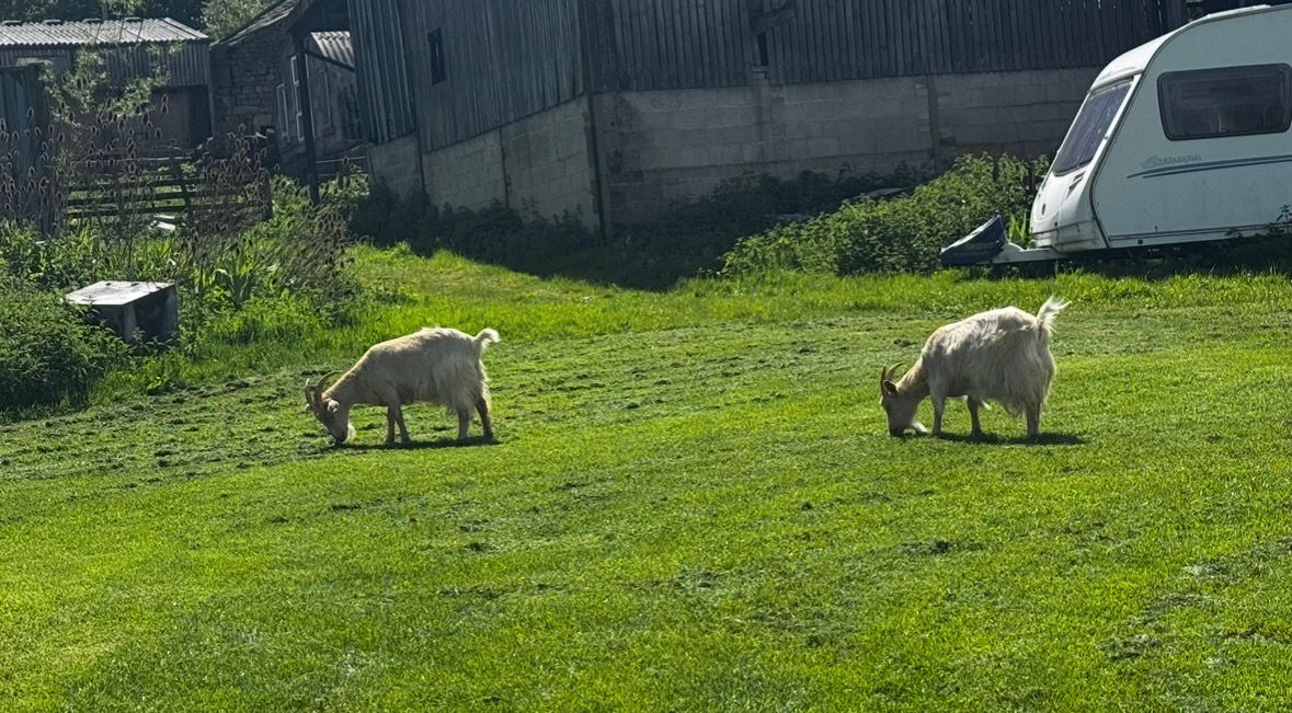 Free-range goats grazing at Ghyll House Farm campsite
