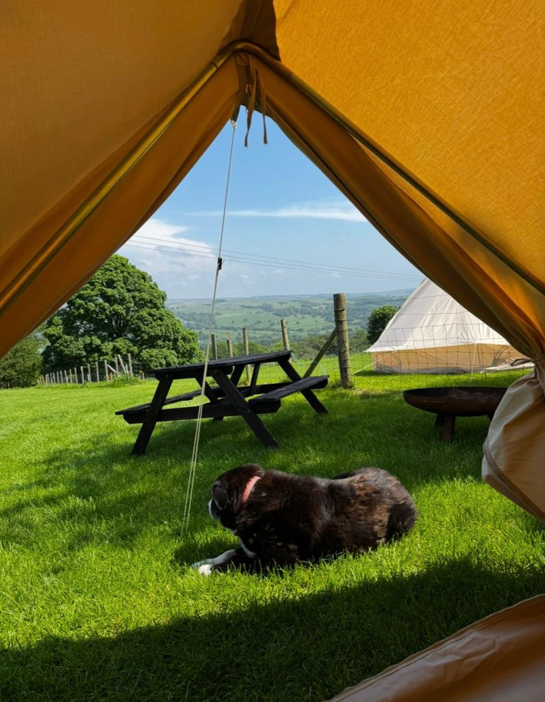 Stan the farm dog resting outside a glamping teepee with Wharfedale views at Ghyll House Campsite