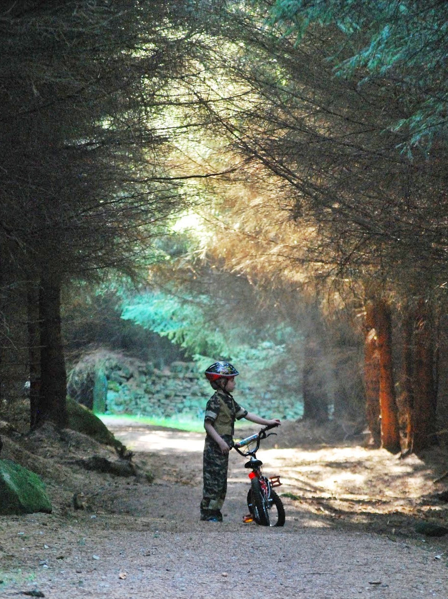 Sunlit pine woods on the Black Potts walk above Silsden