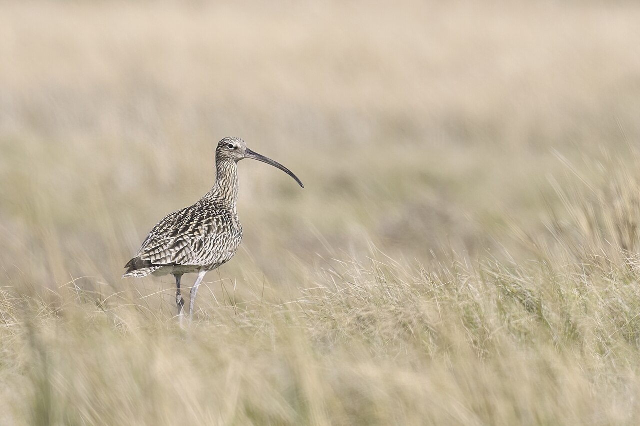 A curlew, one of the ground-nesting birds on the moor