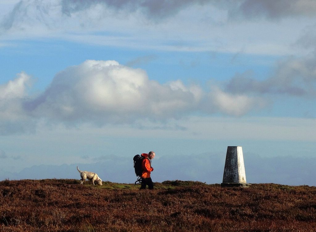 A dog out walking on open Yorkshire moorland