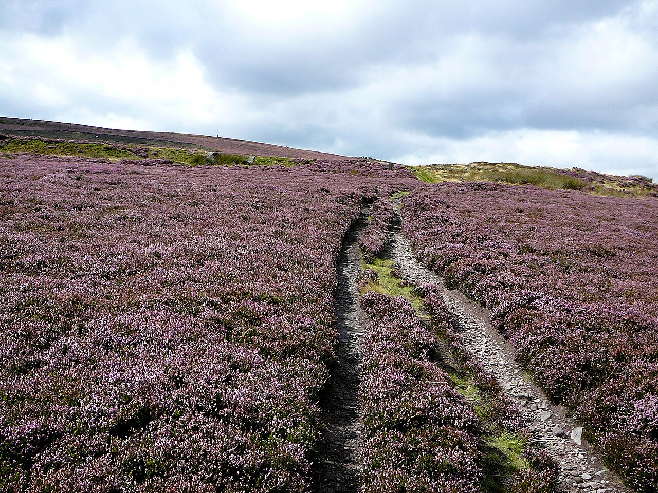Heather in bloom across Ilkley Moor