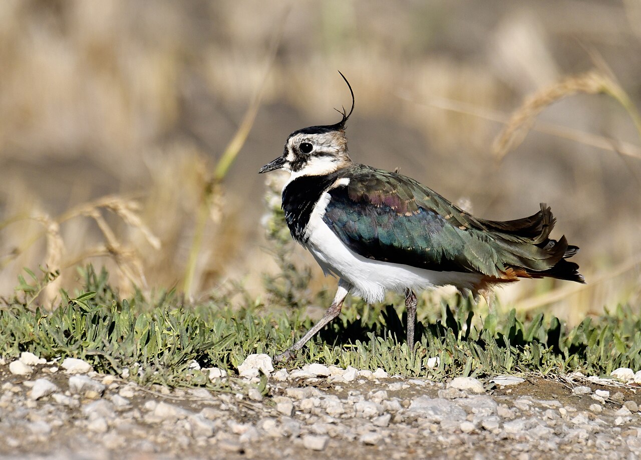 A lapwing, a ground-nesting bird of the moors