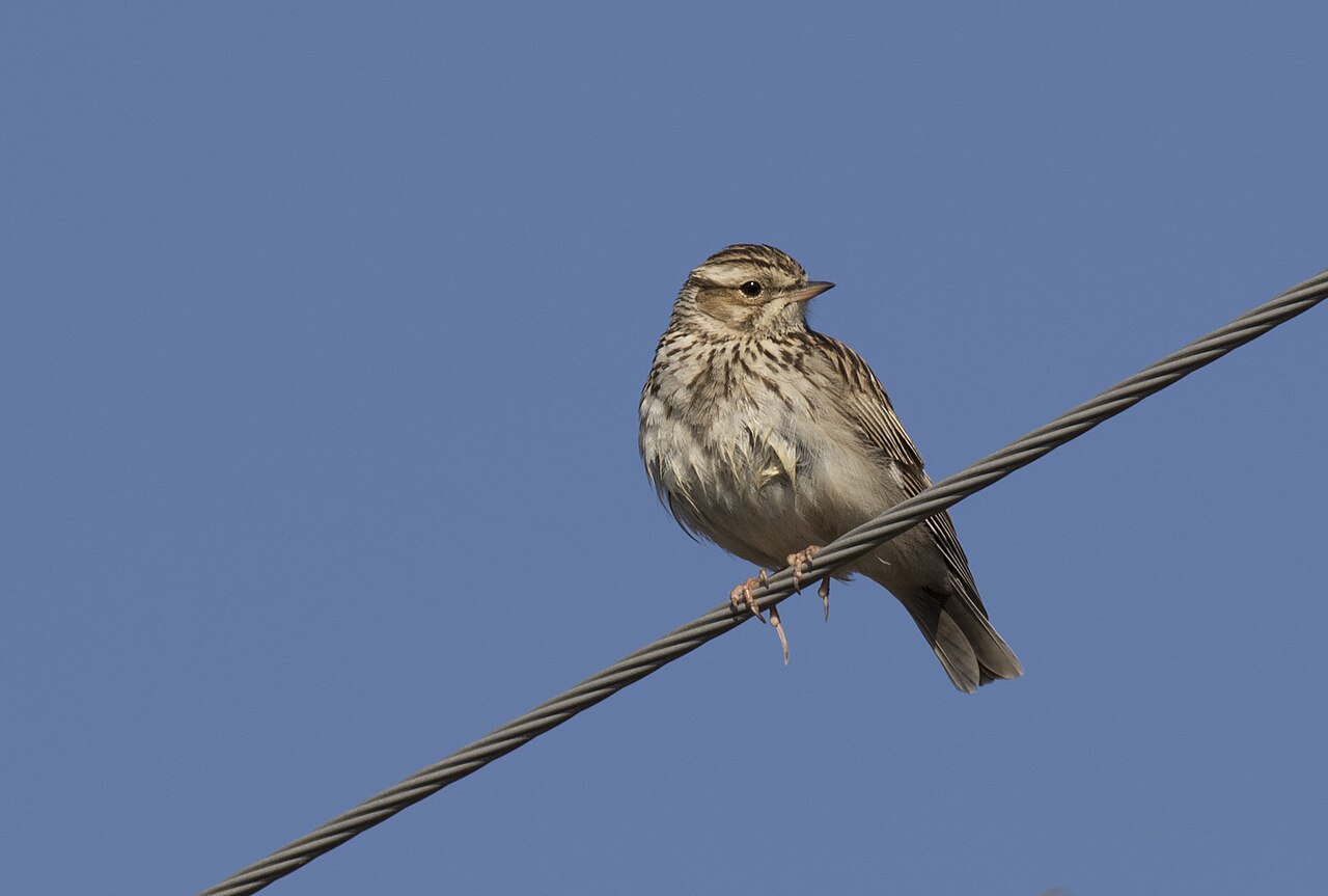 A skylark, a ground-nesting moorland bird